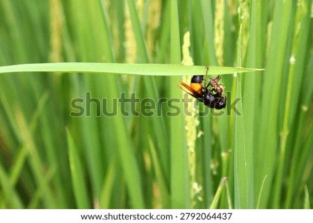 A hornet devours its prey