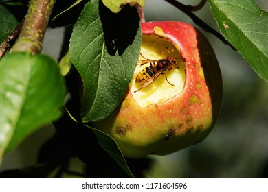 Hornet Eats An Apple