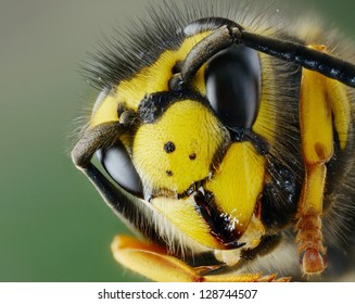 hornet head - Powered by Shutterstock