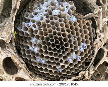 109 Killer bees nest Images, Stock Photos & Vectors | Shutterstock