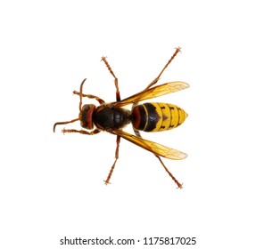 Hornet Isolated On White