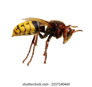 Hornet Isolated On The White