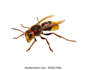 Hornet Isolated On White