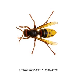 Hornet Isolated On White