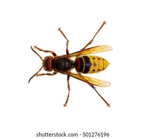 Hornet Isolated On White