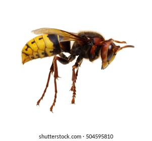 Hornet Isolated On White