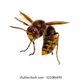 Hornet Isolated On White