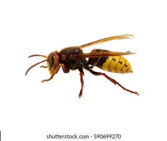 Hornet Isolated On White