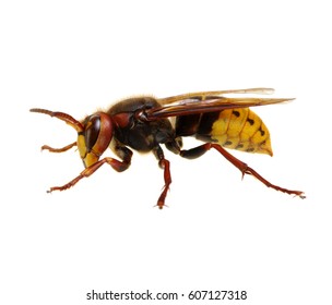 Hornet Isolated On White