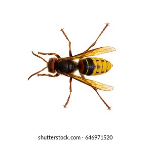 Hornet Isolated On White