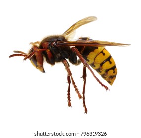 Hornet Isolated On White