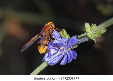 hornet mimic hoverfly foraging on a wild chicory flower - Powered by Shutterstock