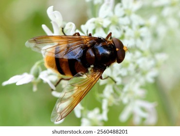 Hornet mimic hoverfly (Volucella zonaria). - Powered by Shutterstock