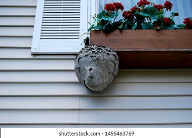 hornet nest on house window