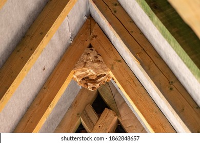 Hornet Nest Under A Wooden Roof