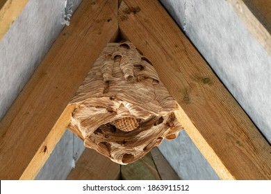 Hornet Nest Under A Wooden Roof