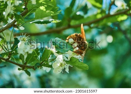 Hornet on hawthorn flowers. Stinging insect in springtime