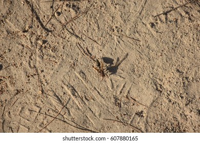 294 Sand hornet Images, Stock Photos & Vectors | Shutterstock