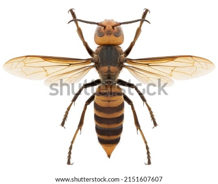 Hornet species Vespa mandarinia japonica, trivial name: japanese giant hornet or murder hornet 