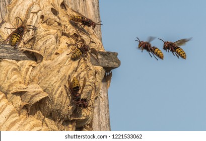 Frelon Europeen Images Stock Photos Vectors Shutterstock Frelon Europeen Images Stock Photos Vectors Shutterstock
