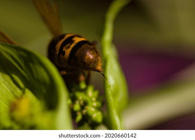 Hornet, View On The Dangerous European Hornet  In The Forest. (Vespa Crabro) Face To Face White Hornet, Sting, Sharp Sting.

