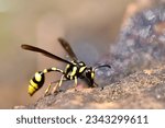 Hornets ( Hymenoptera ) are classified as bee-like insects. because they have similar stings and livelihoods. Wasps are narrow-waisted insects with two pairs of thin wings.