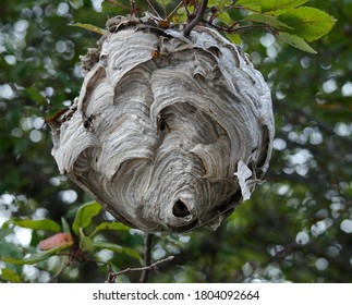 Hornets nest in a branch