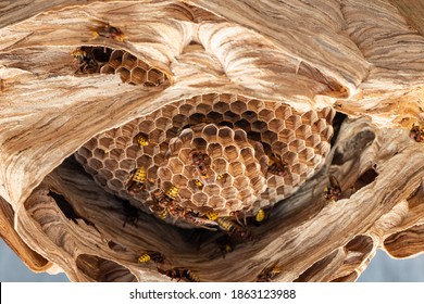 Hornets Nest Under A Wooden Roof