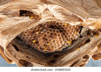 Hornets Nest Under A Wooden Roof