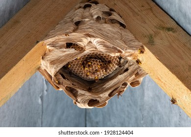hornets nest under a wooden roof