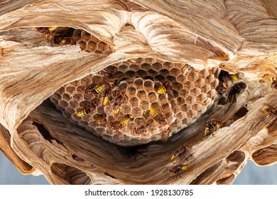 Hornets Nest Under A Wooden Roof