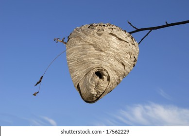 Hornets Nest! Watch Out!