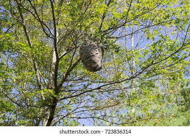 Hornet's nest, Wompatuck State Park