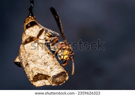 hornet,wasp,hornet ,Hymenoptera with macro insect larva larvae in nature