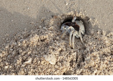 Horn-eyed ghost crab (Ocypode ceratophthalmus) on a beach  - Shutterstock ID 148563305