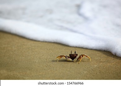 Horn-eyed ghost crab (Ocypode ceratophthalmus) on a beach  - Shutterstock ID 154766966