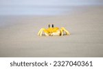 Horn-eyed ghost crab on the sandy beach in the Tropical island of Sri Lanka. Yellow ghost crab close-up photograph.
