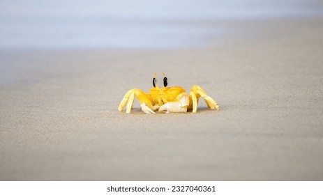 Horn-eyed ghost crab on the sandy beach in the Tropical island of Sri Lanka. Yellow ghost crab close-up photograph. - Powered by Shutterstock