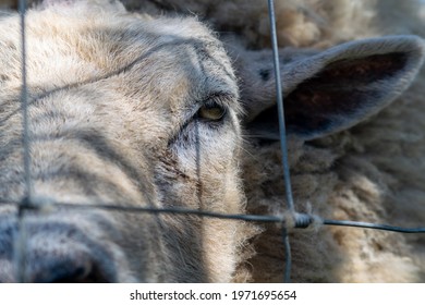 Hornless Ram Head Closeup, Animal Looking Trough A Metal Wired Fence, Unhappy Livestock Sheep, Sad Animal Kept Captive, Bearing Witness To Eploitation Of Animals, Sentient Ram Behind Bars