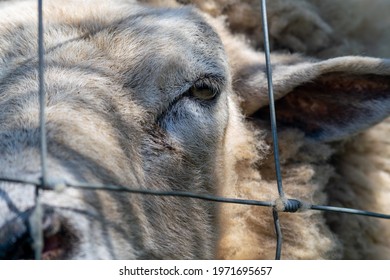 Hornless Ram Head Closeup, Animal Looking Trough A Metal Wired Fence, Unhappy Livestock Sheep, Sad Animal Kept Captive, Bearing Witness To Eploitation Of Animals, Sentient Ram Behind Bars