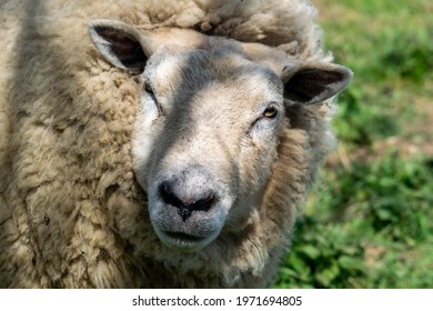 596 Blue eyed ram Images, Stock Photos & Vectors | Shutterstock