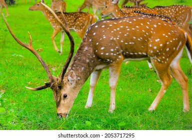 horns captured this picture at bandipur national park, Karnataka india