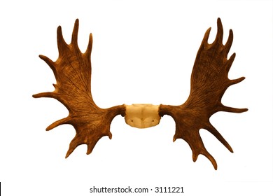 Horns Of Moose