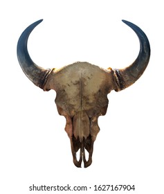 Horns and the skull of a bull isolated on white background with clipping paths for graphic design. Pride award for hunters