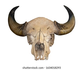 Horns and the skull of a bull isolated on white background with clipping paths for graphic design. Pride award for hunters