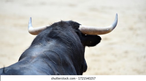 Horns of strong spanish bull