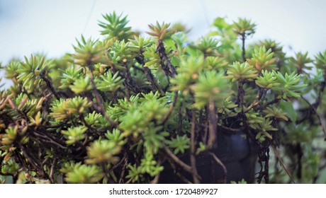 Hornworts Are A Group Of Bryophytes, Or Non-vascular Plants, Comprising The Division Anthocerotophyta. Selected Focus