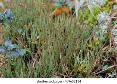 bryophytes hornworts