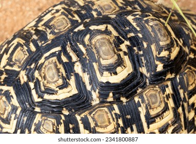 The horny keratin plates on a Leopard Tortoise carapace, known as scutes, are ridged and indicate the seasons of growth a bit like tree rings. This enables herpetologists to estimate individuals age. - Shutterstock ID 2341800887