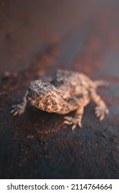 Horny Lizard Macro Closeup In San Diego California